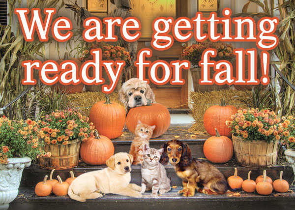 We are getting ready for fall!