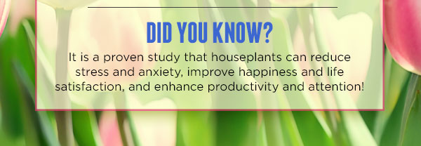 Did you know it is a proven study that houseplants can reduce stress and anxiety.