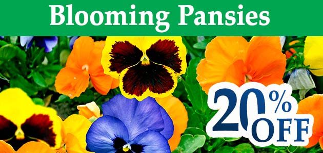 Blooming Pansies - 20% OFF
